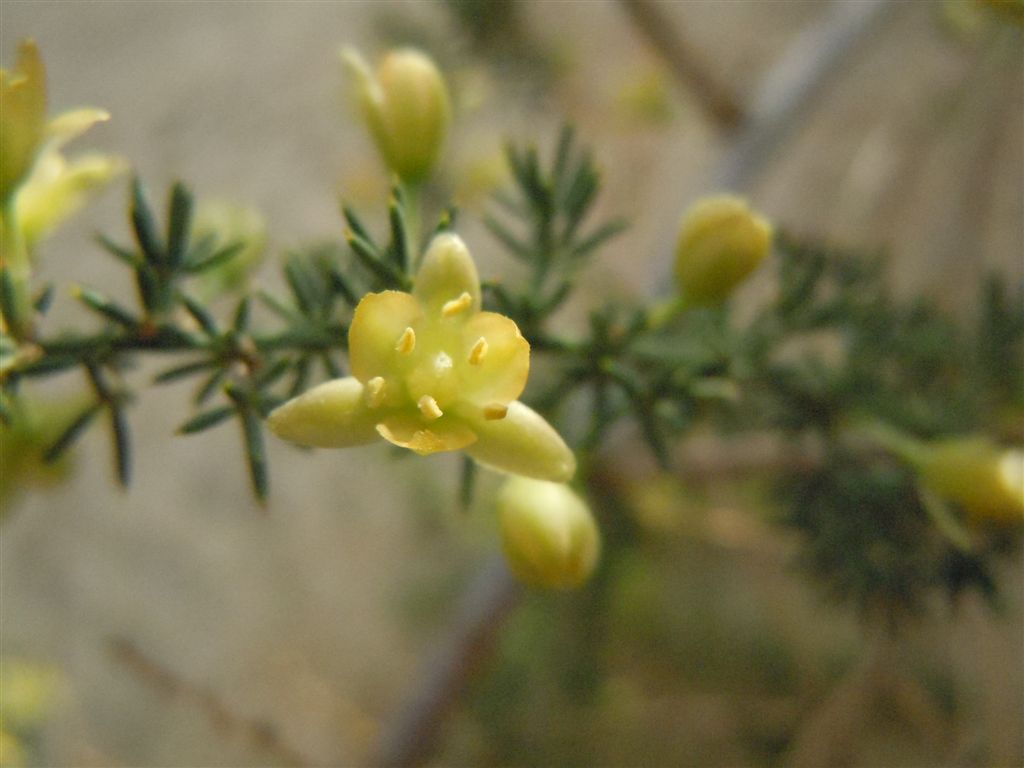 Asparagus acutifolius